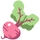 Beet Root